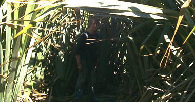 #image4 The flax is quite tall