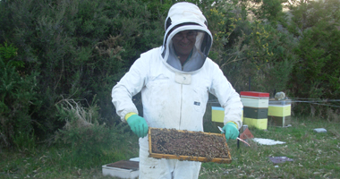 #image3 working with the bees